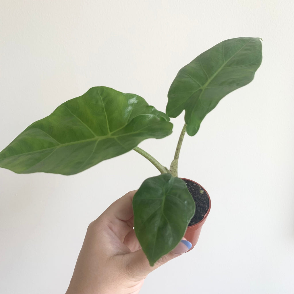 Alocasia Portodora