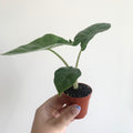 Alocasia Portodora