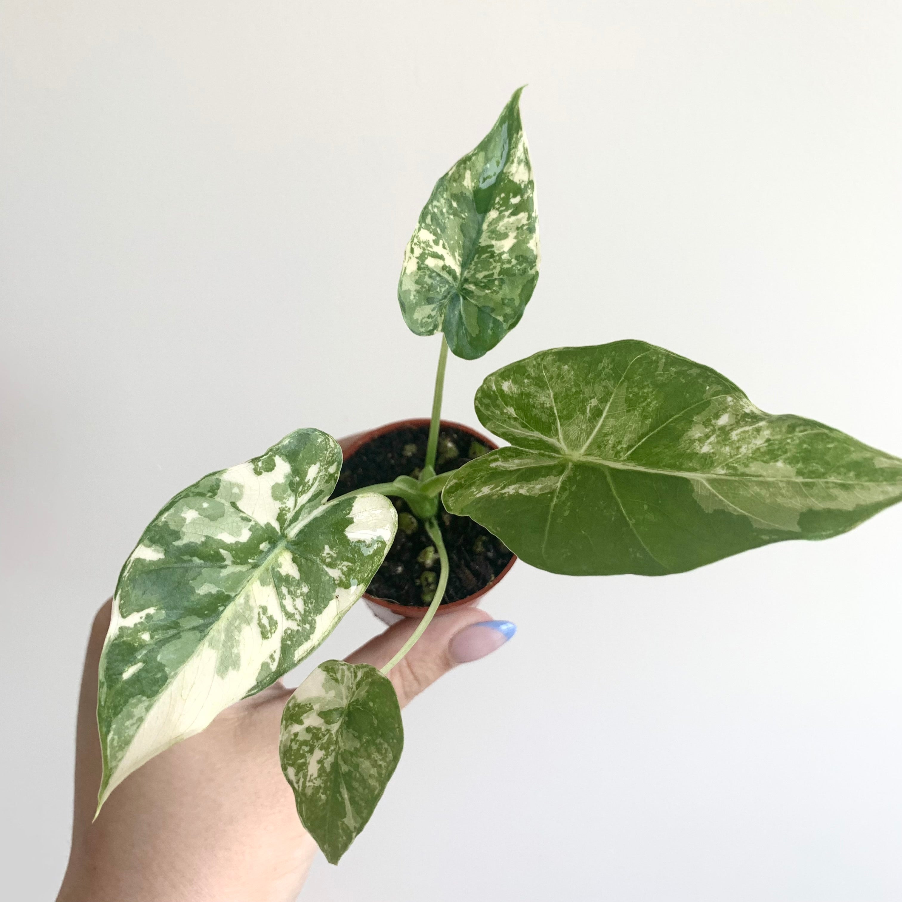 Alocasia Gageana Albo