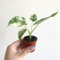 Alocasia Gageana Albo