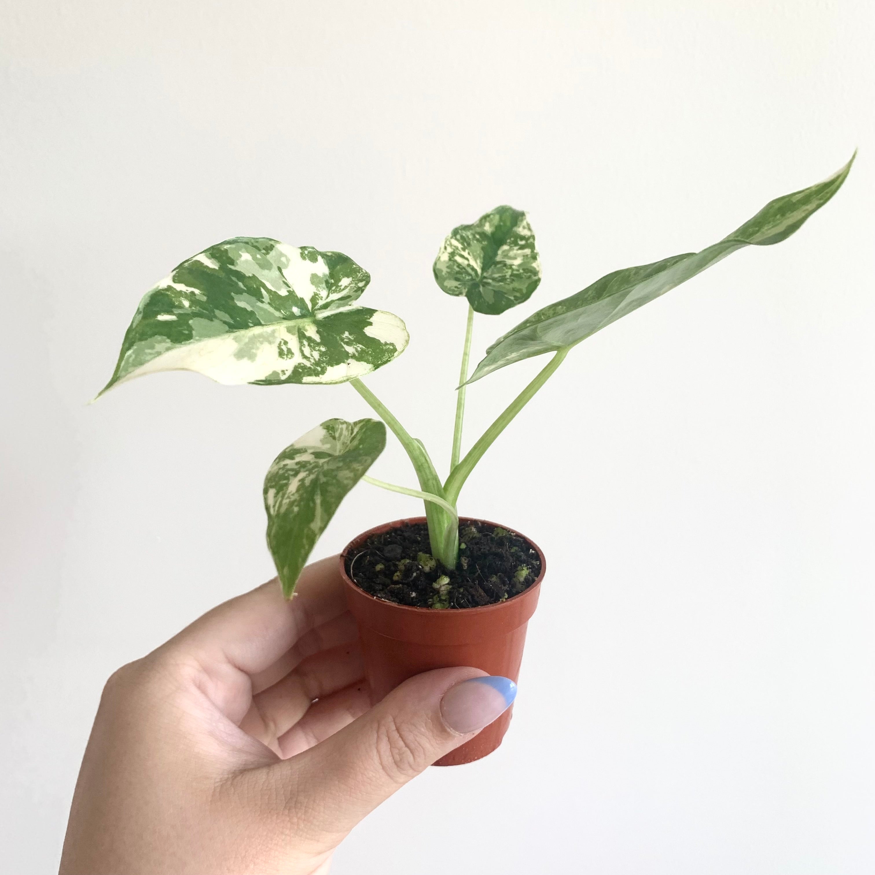 Alocasia Gageana Albo