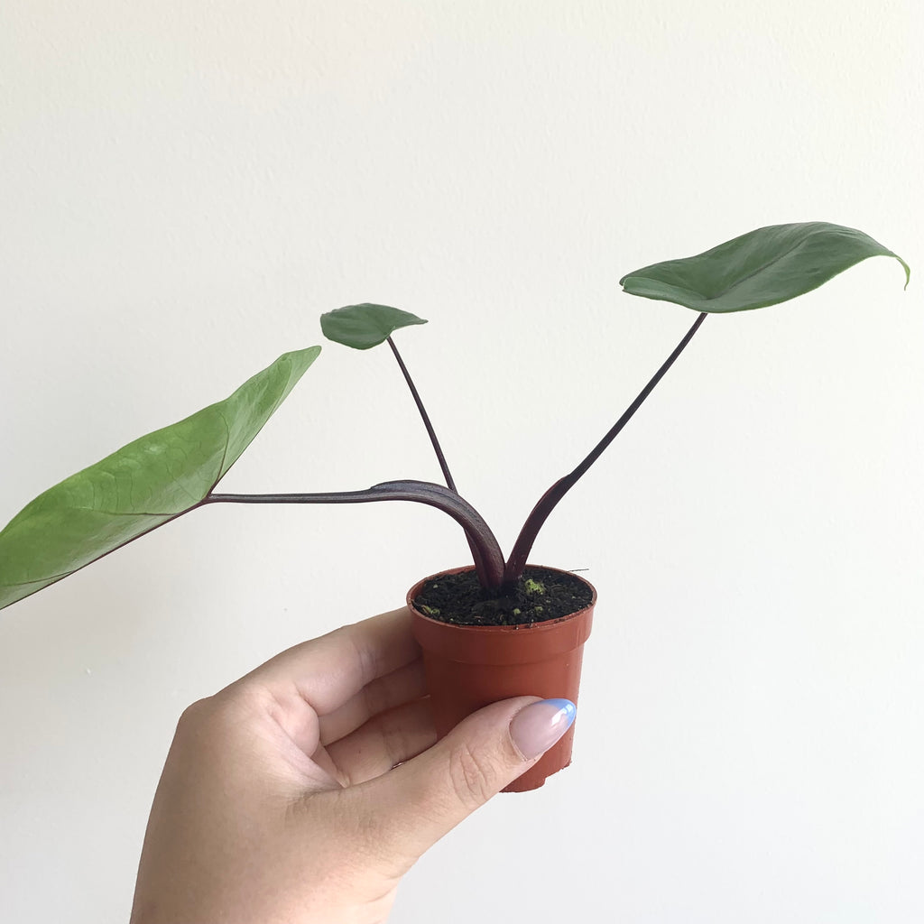 Alocasia Macrorrhiza Black Stem