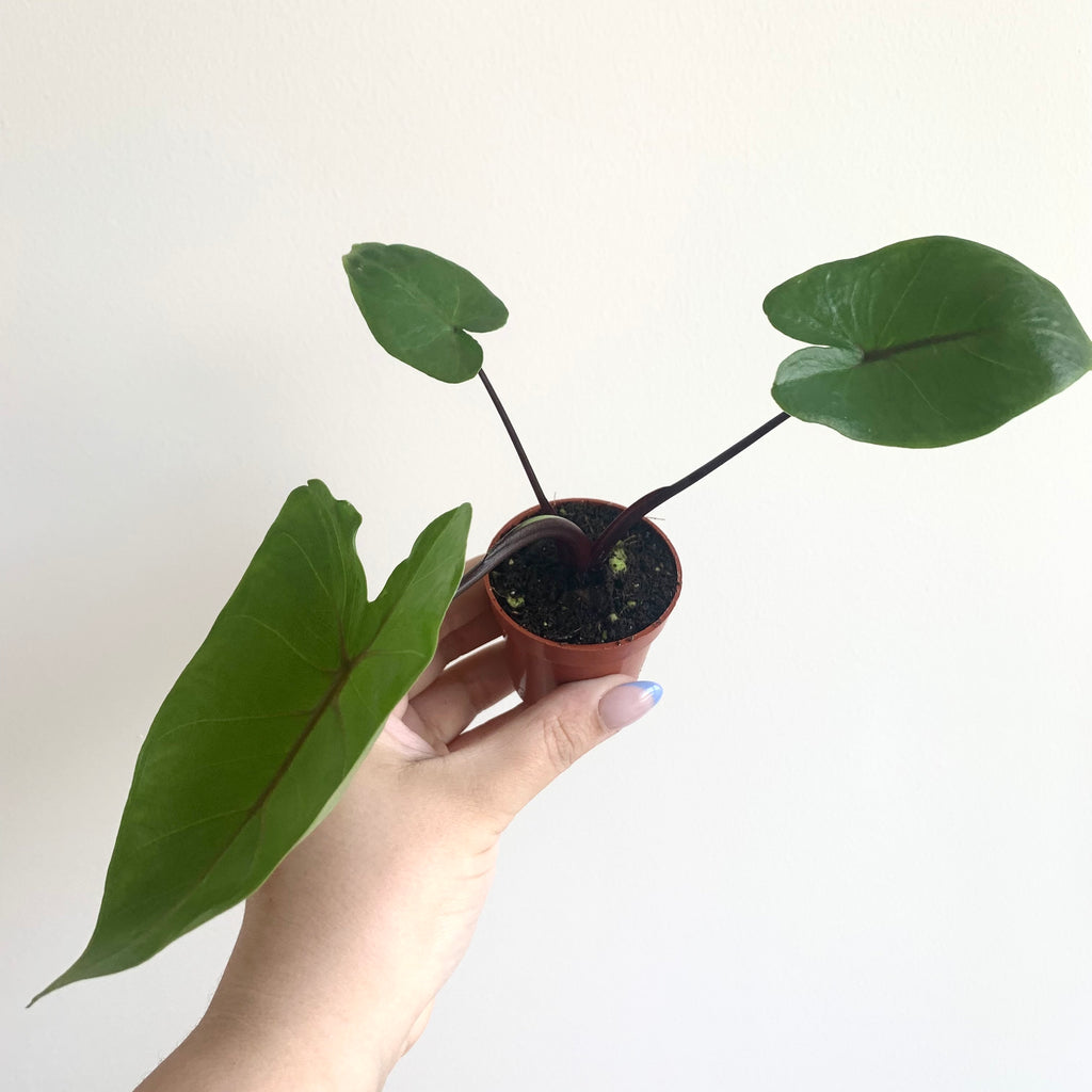Alocasia Macrorrhiza Black Stem