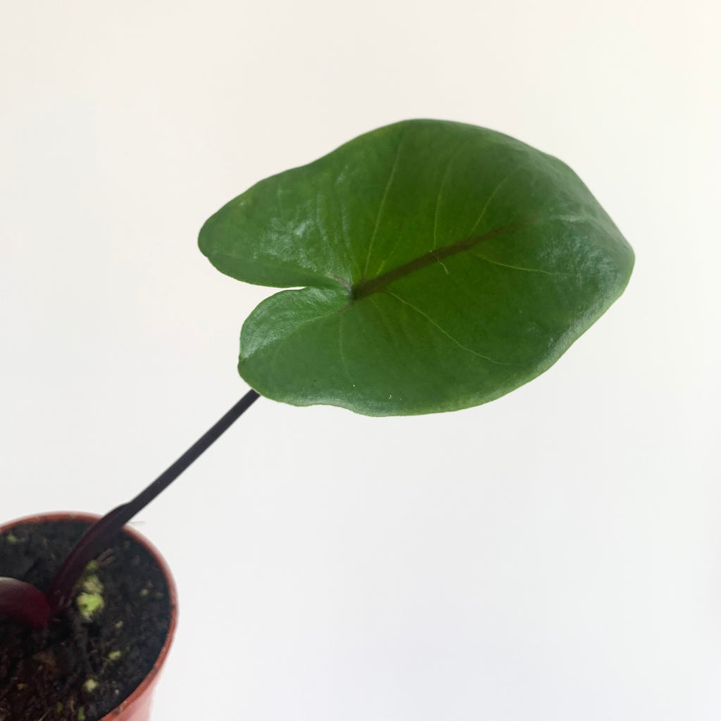 Alocasia Macrorrhiza Black Stem