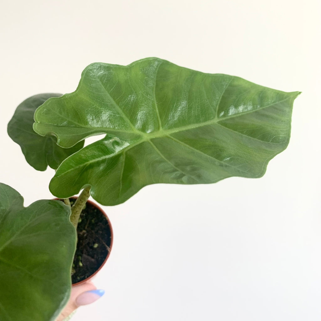 Alocasia Portodora