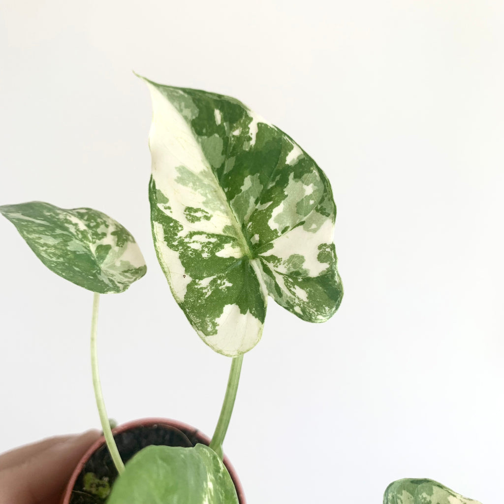 Alocasia Gageana Albo