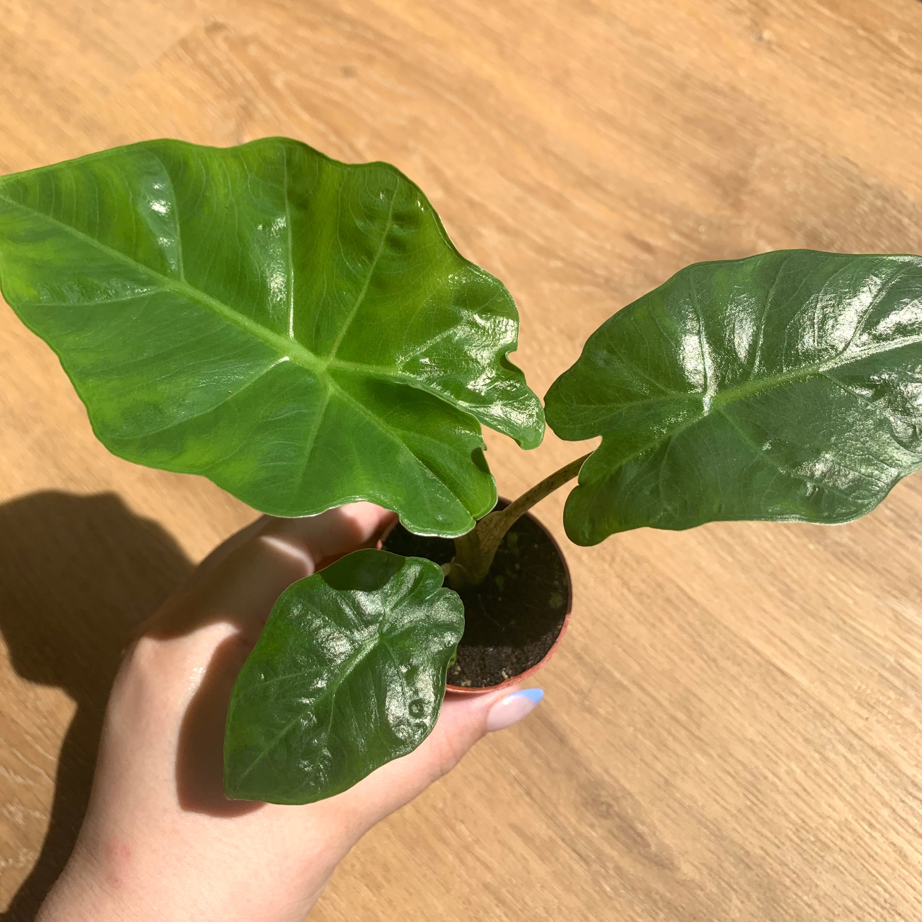 Alocasia Portodora