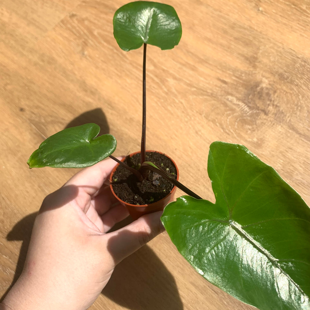 Alocasia Macrorrhiza Black Stem