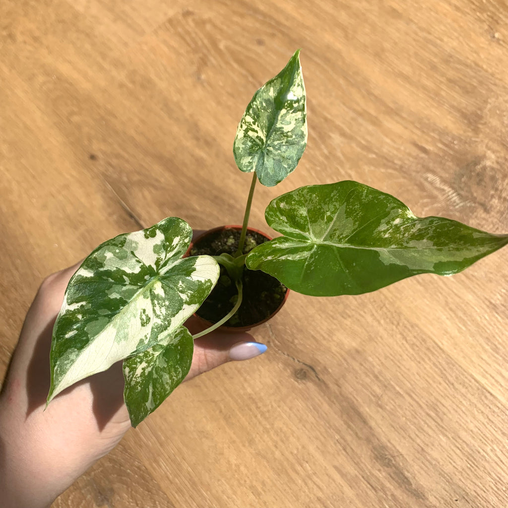 Alocasia Gageana Albo