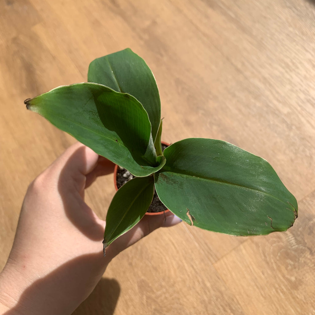 Musa Dwarf Cavendish