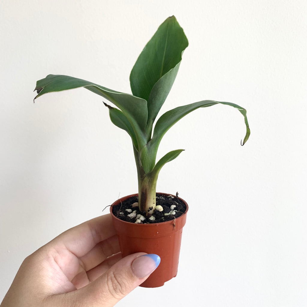 Musa Dwarf Cavendish