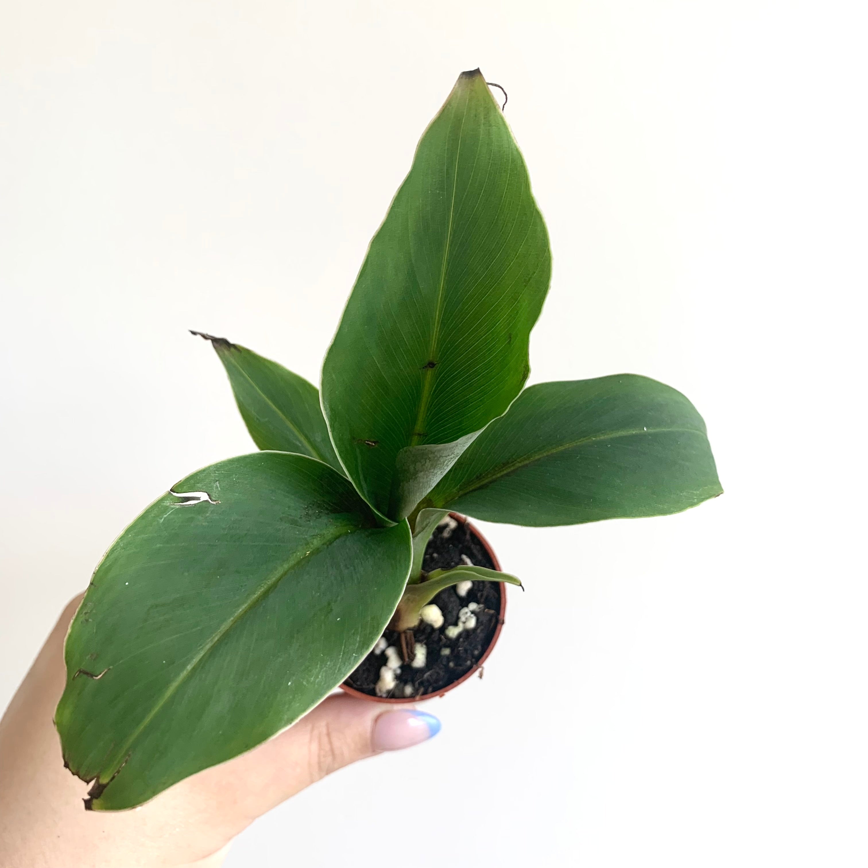 Musa Dwarf Cavendish
