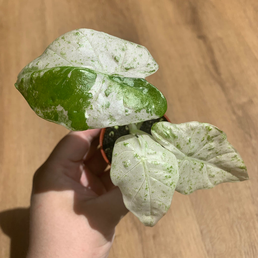 Alocasia Macrorrhiza Splash