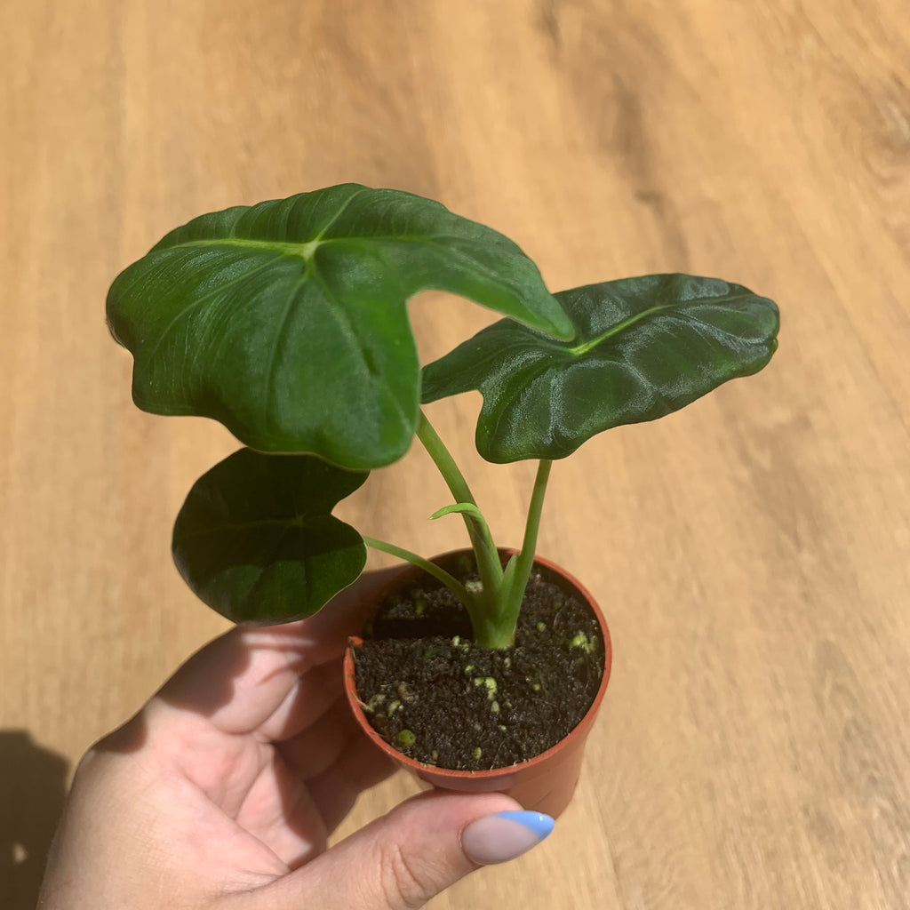 Alocasia Frydek