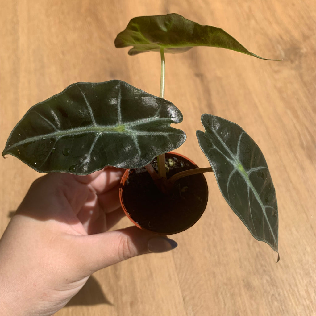 Alocasia Polly