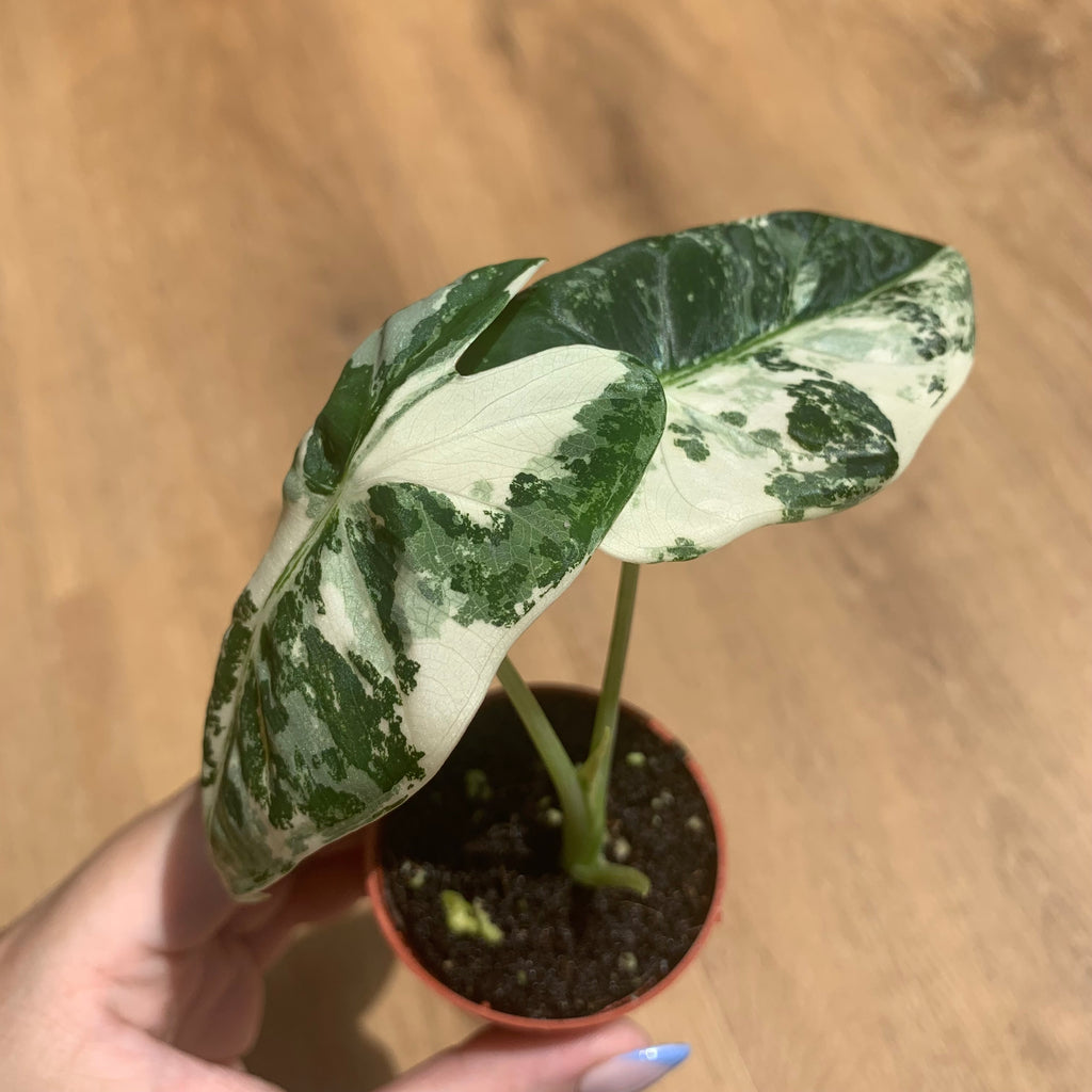Alocasia Frydek Variegata