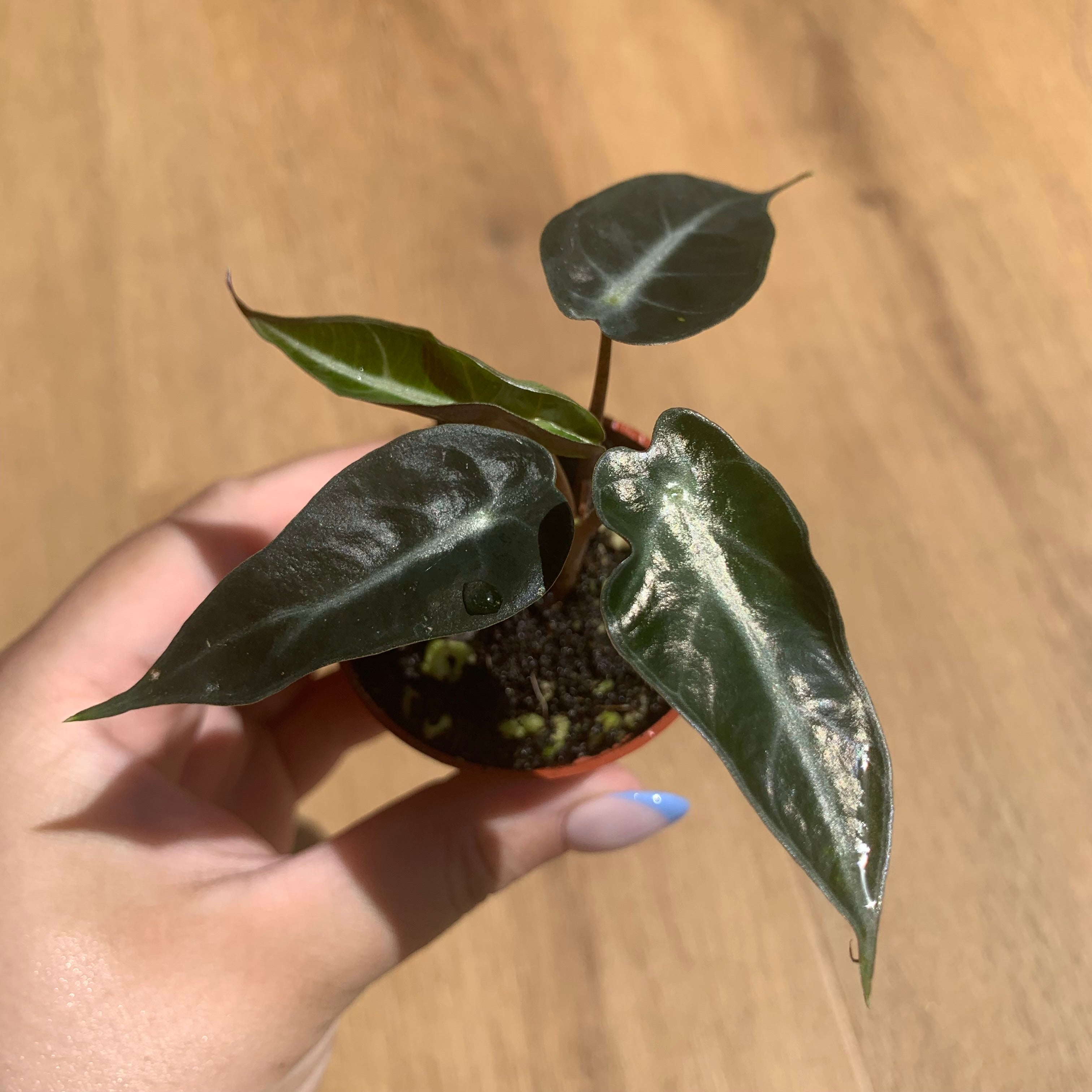 Alocasia Bambino Arrow