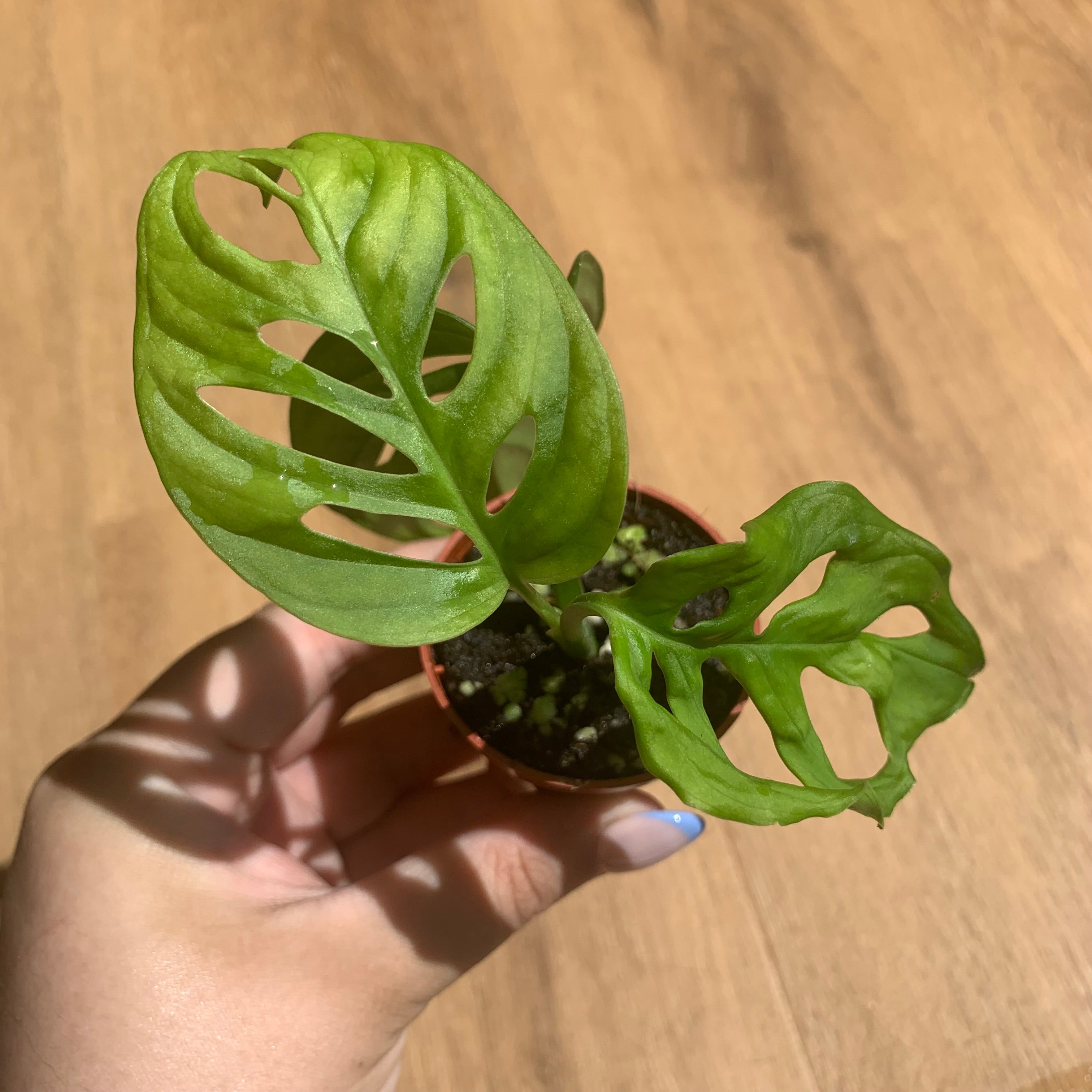 Monstera adansonii