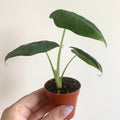 Alocasia Frydek