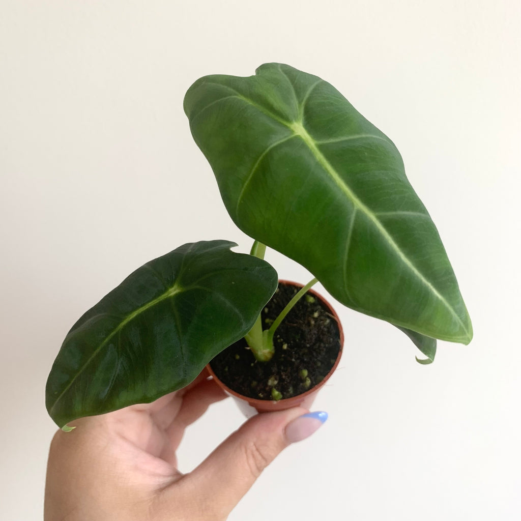 Alocasia Frydek