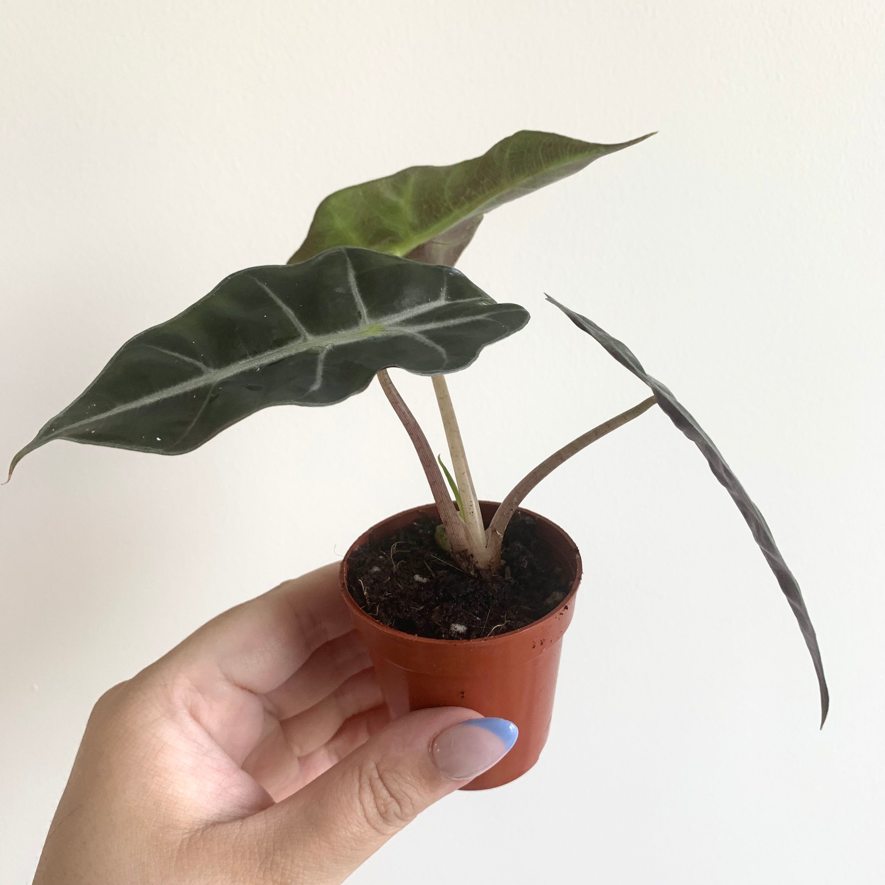 Alocasia Polly