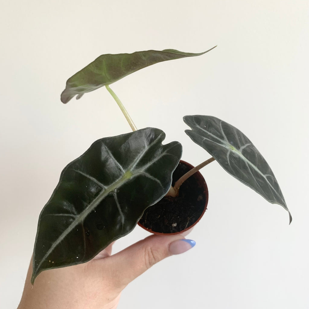 Alocasia Polly