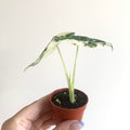 Alocasia Frydek Variegata