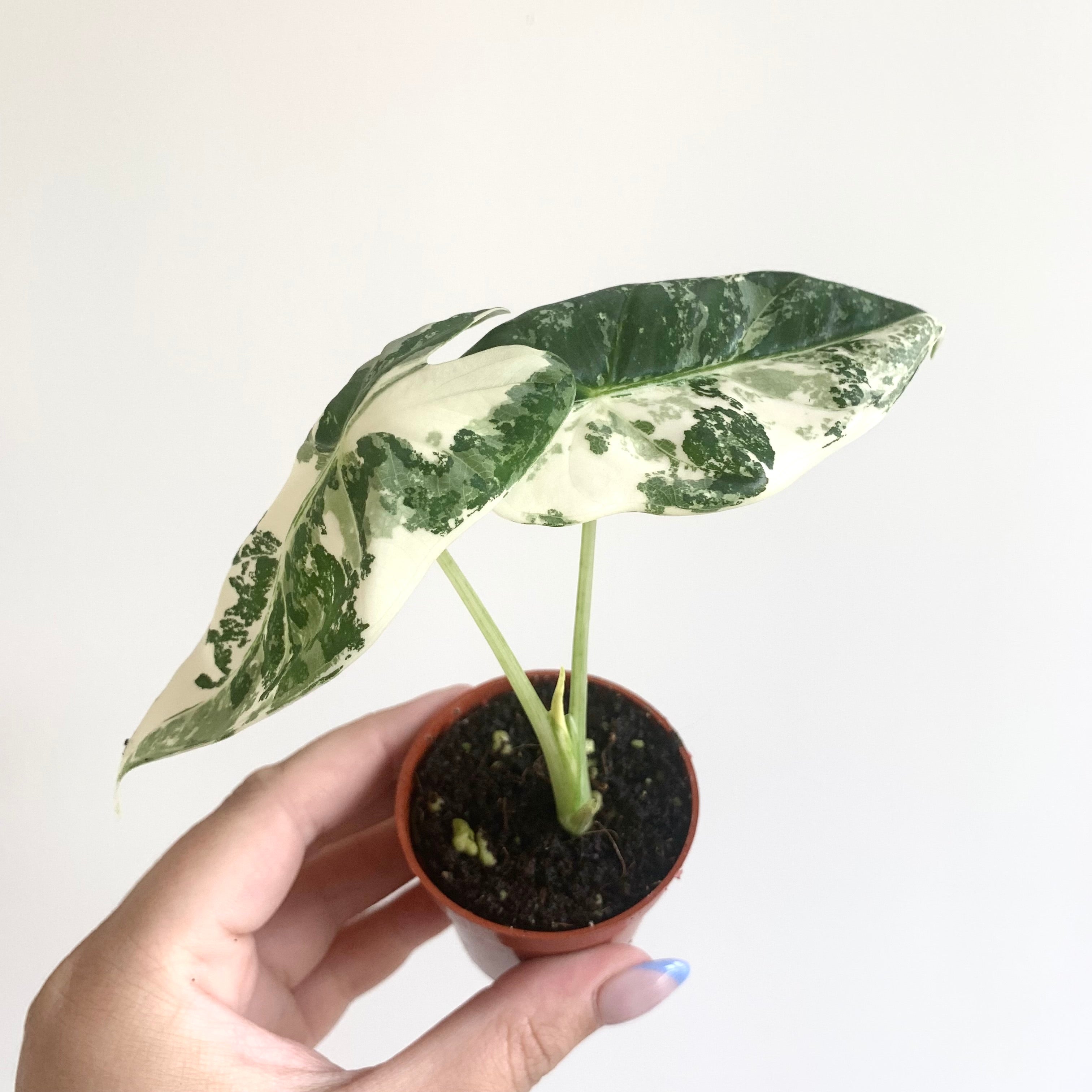 Alocasia Frydek Variegata