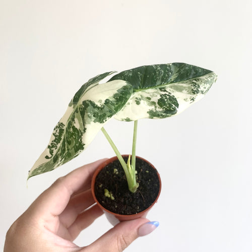 Alocasia Frydek Variegata