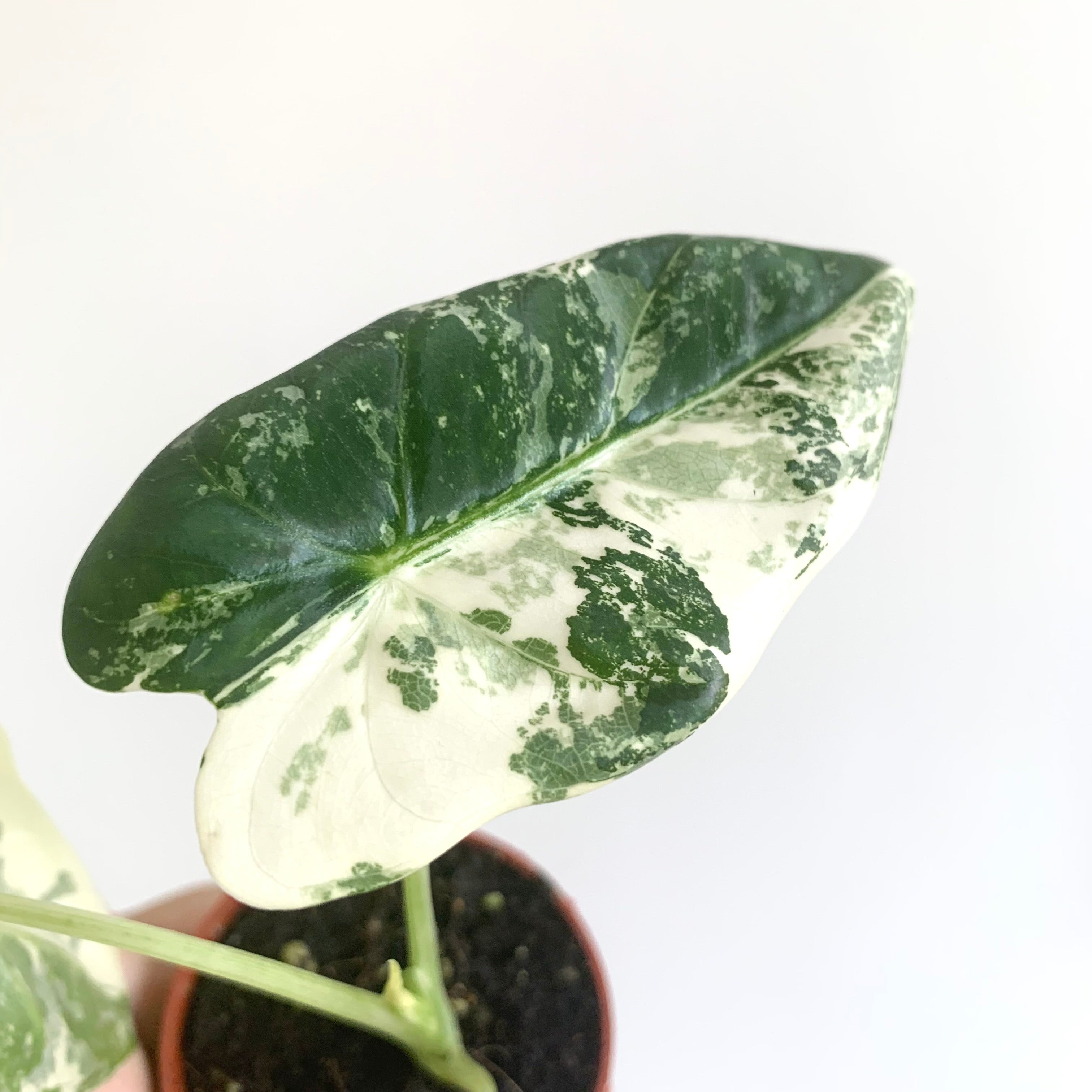 Alocasia Frydek Variegata