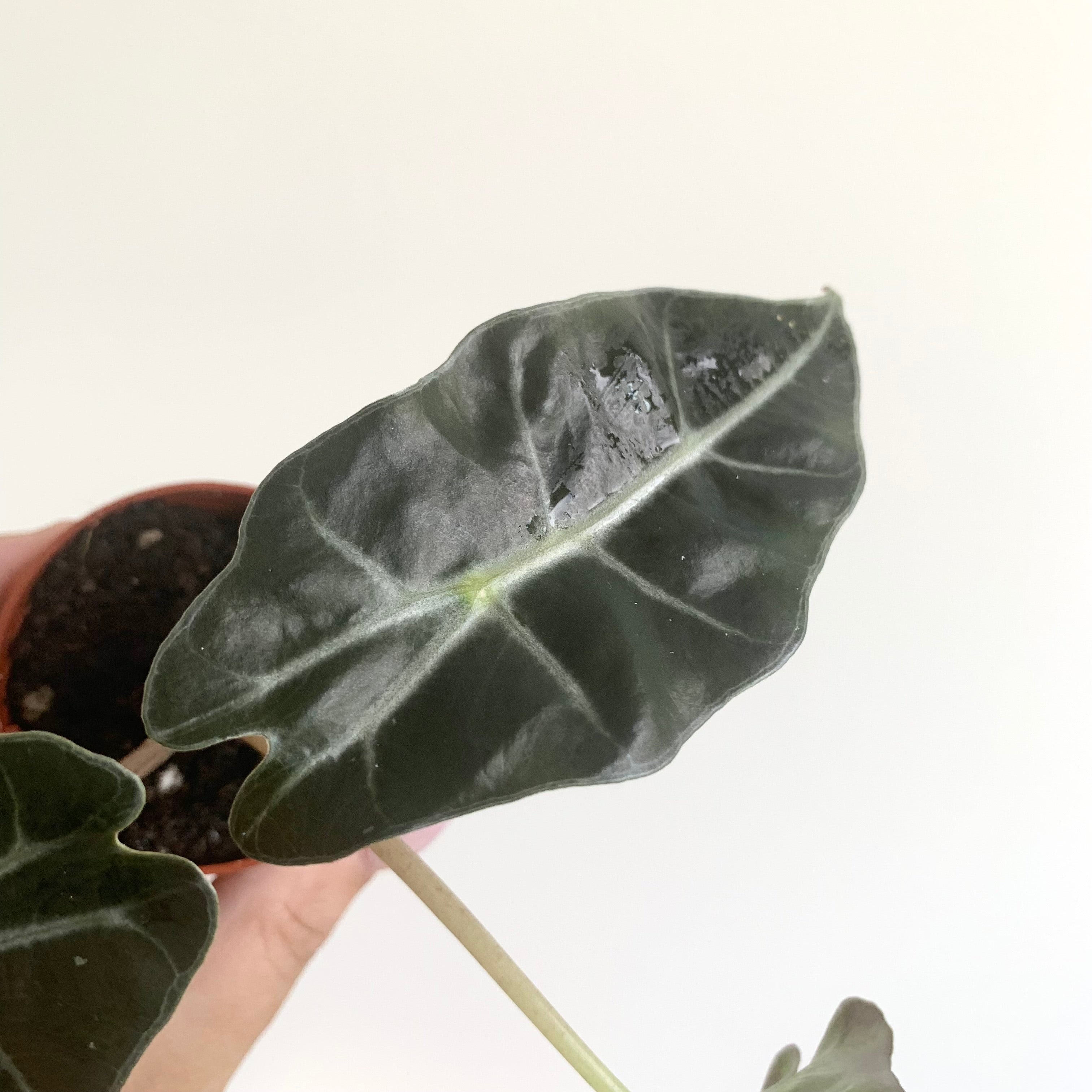 Alocasia Polly