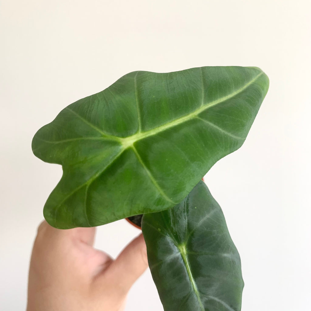 Alocasia Frydek