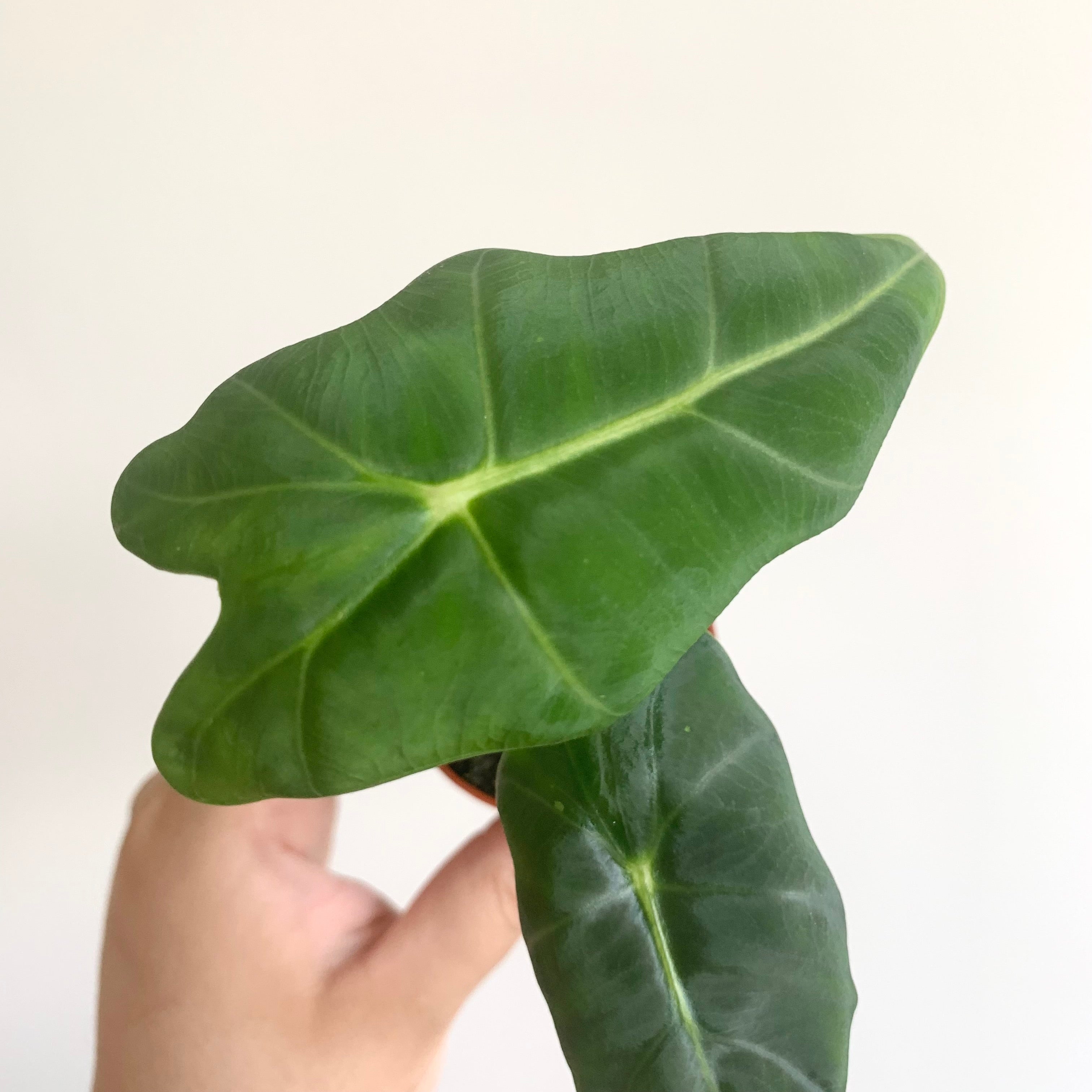 Alocasia Frydek