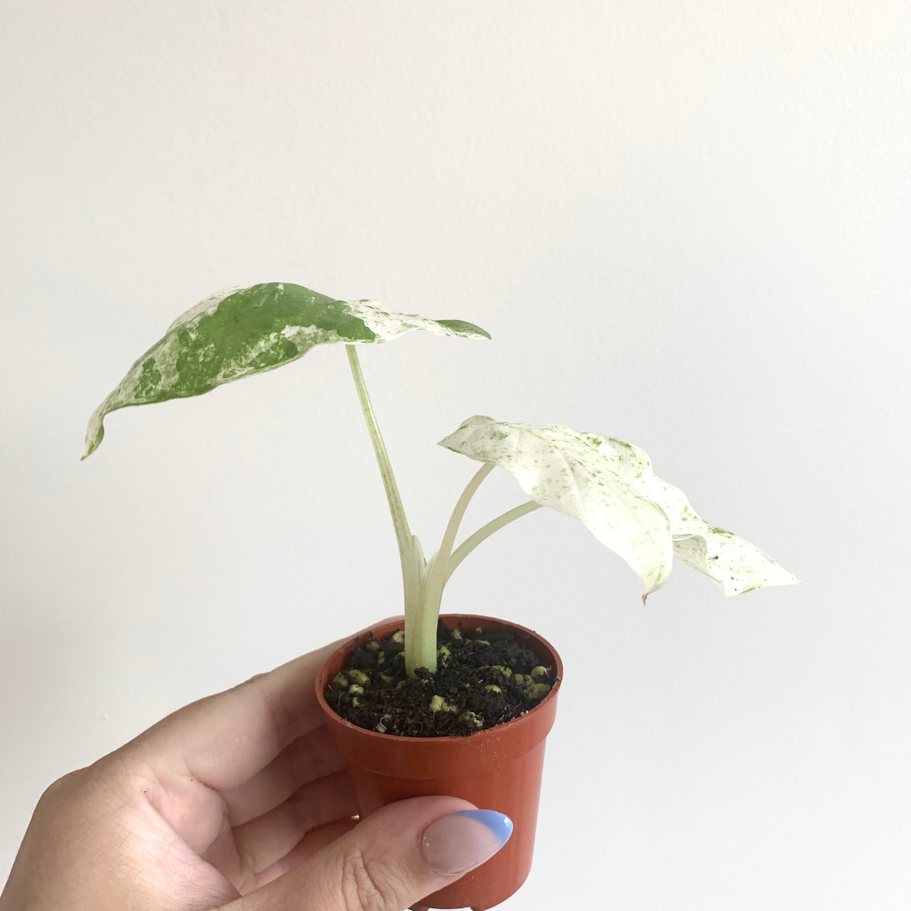 Alocasia Macrorrhiza Splash