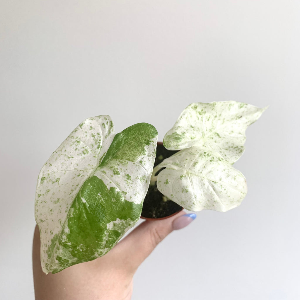 Alocasia Macrorrhiza Splash