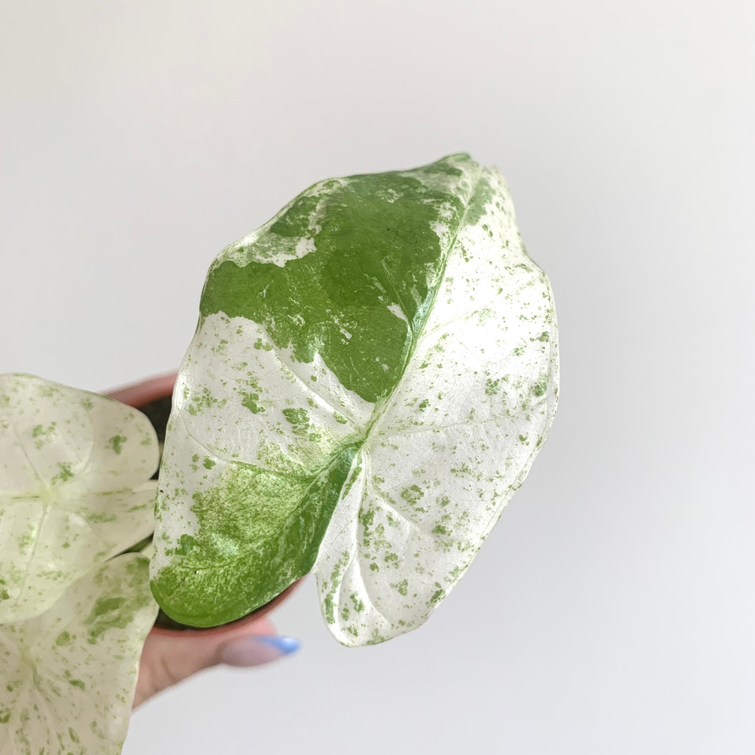 Alocasia Macrorrhiza Splash