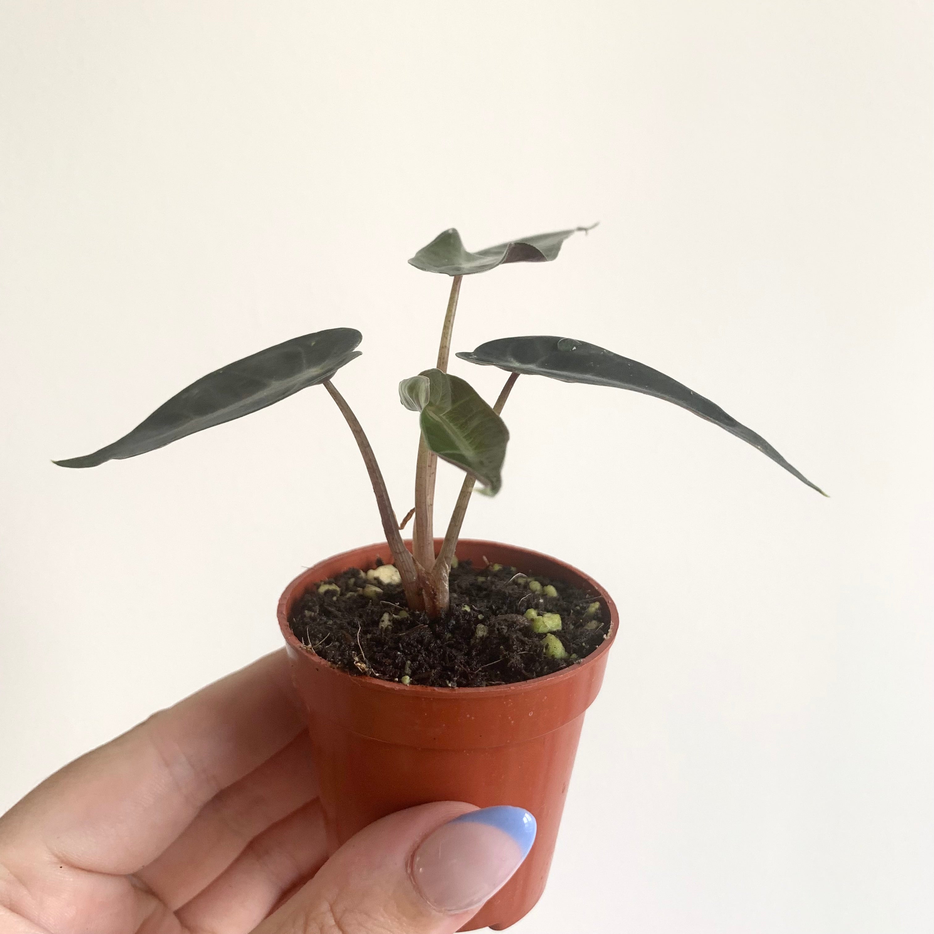 Alocasia Bambino Arrow