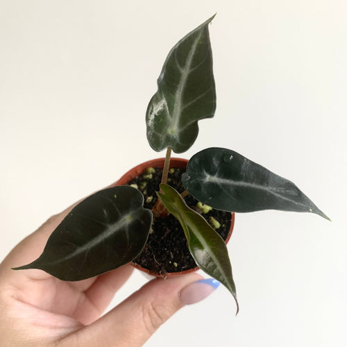 Alocasia Bambino Arrow