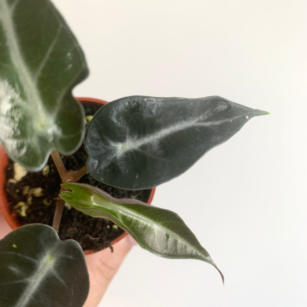 Alocasia Bambino Arrow