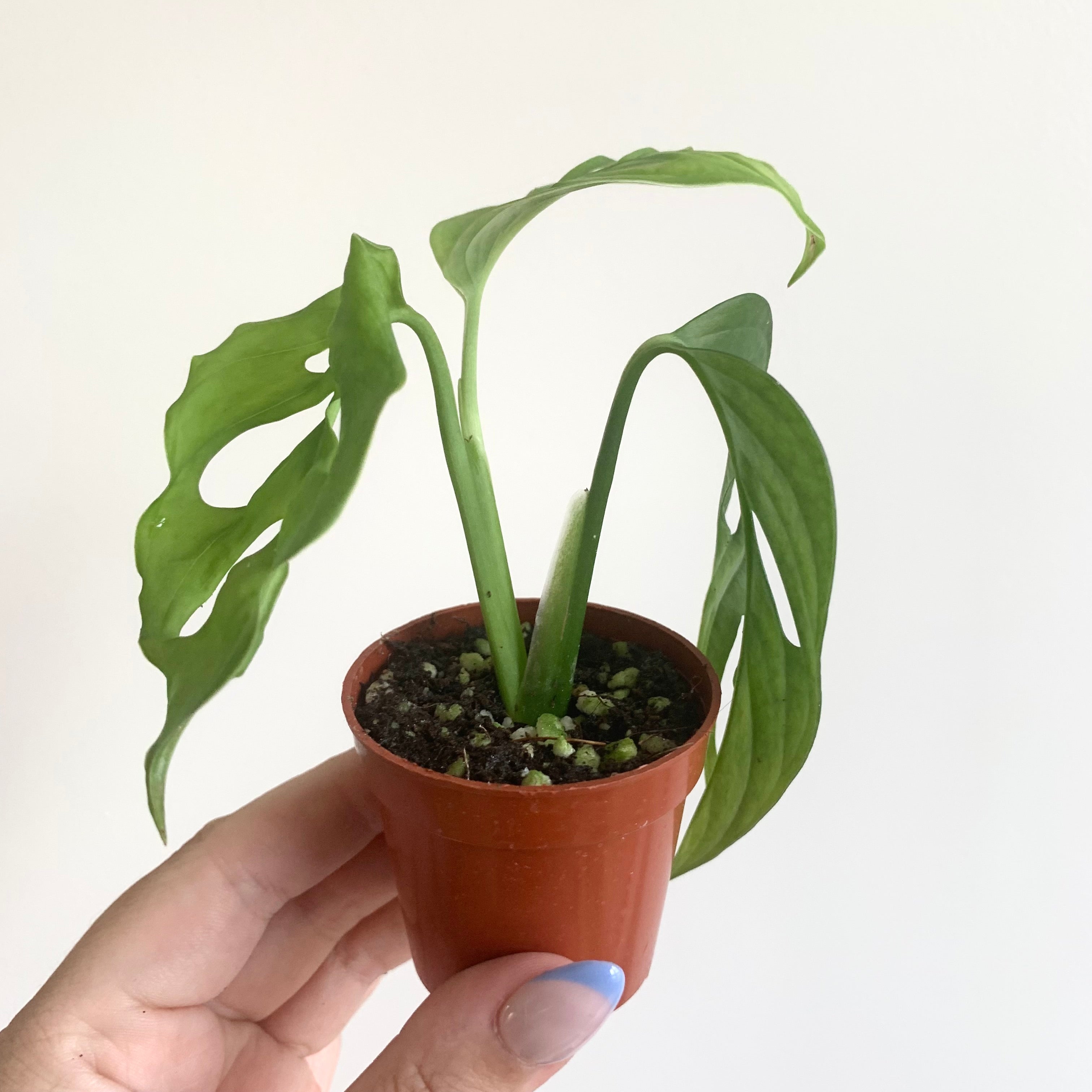 Monstera adansonii