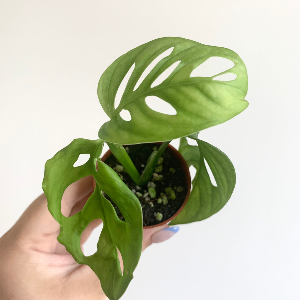 Monstera adansonii