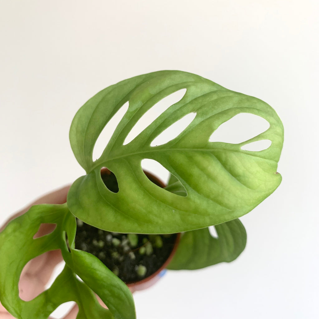 Monstera adansonii