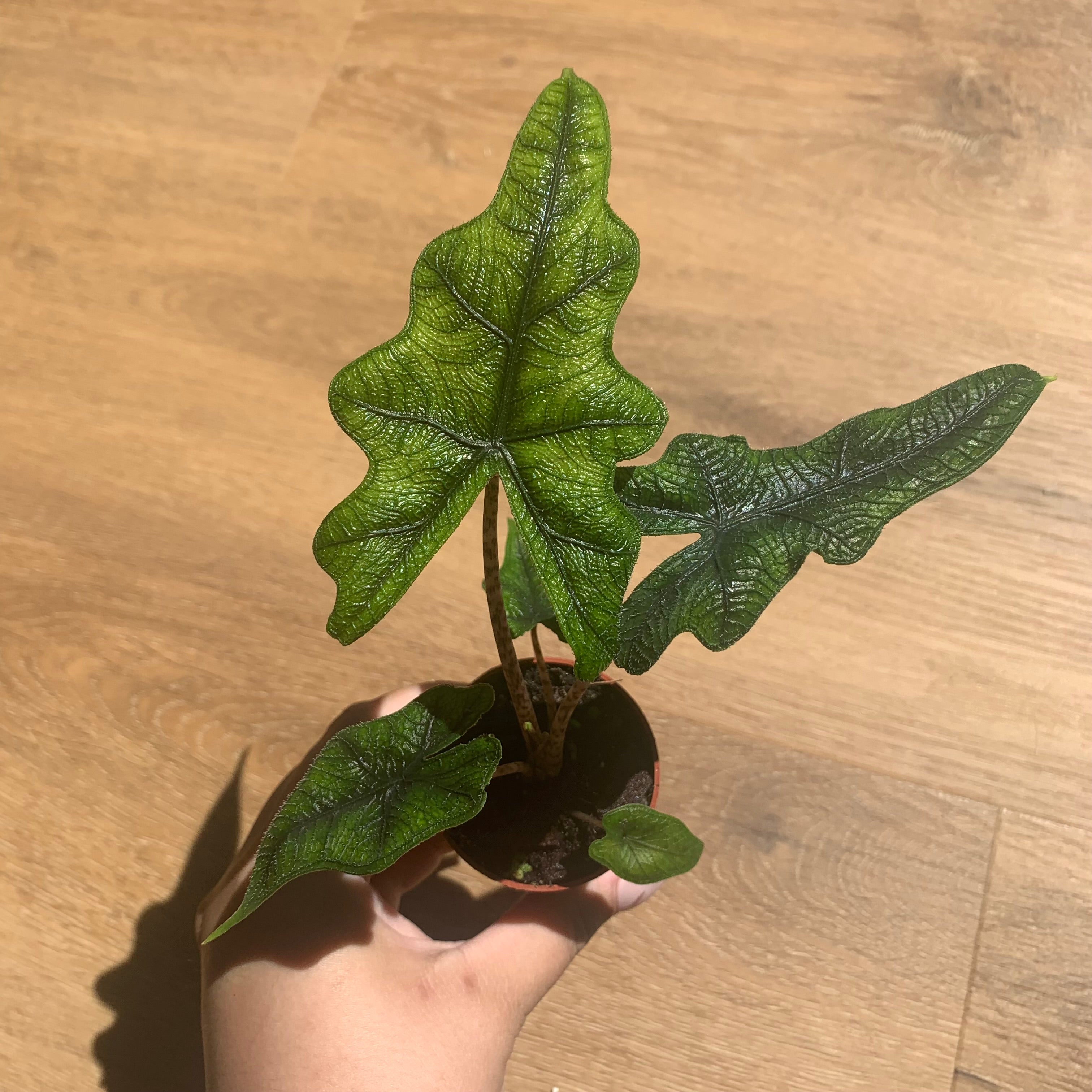 Alocasia Jacklyn