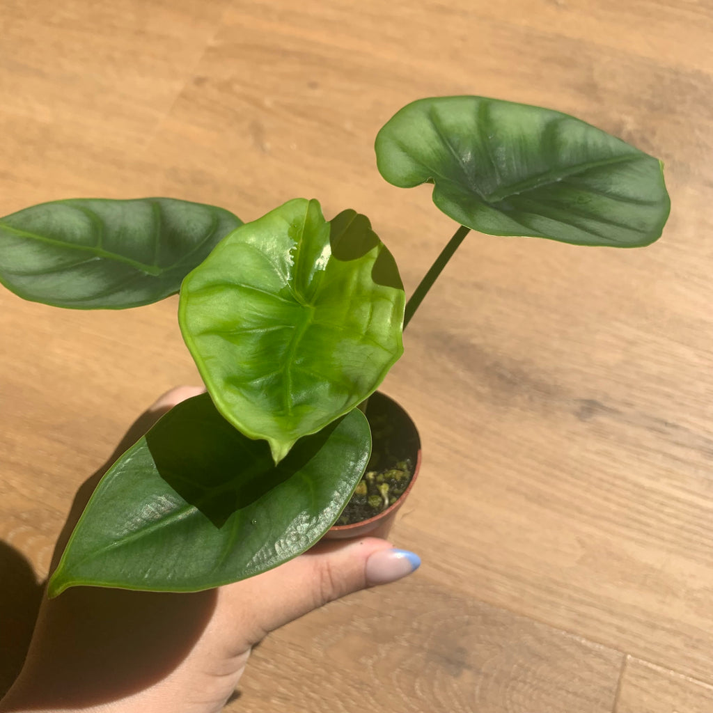 Alocasia Silver Dragon