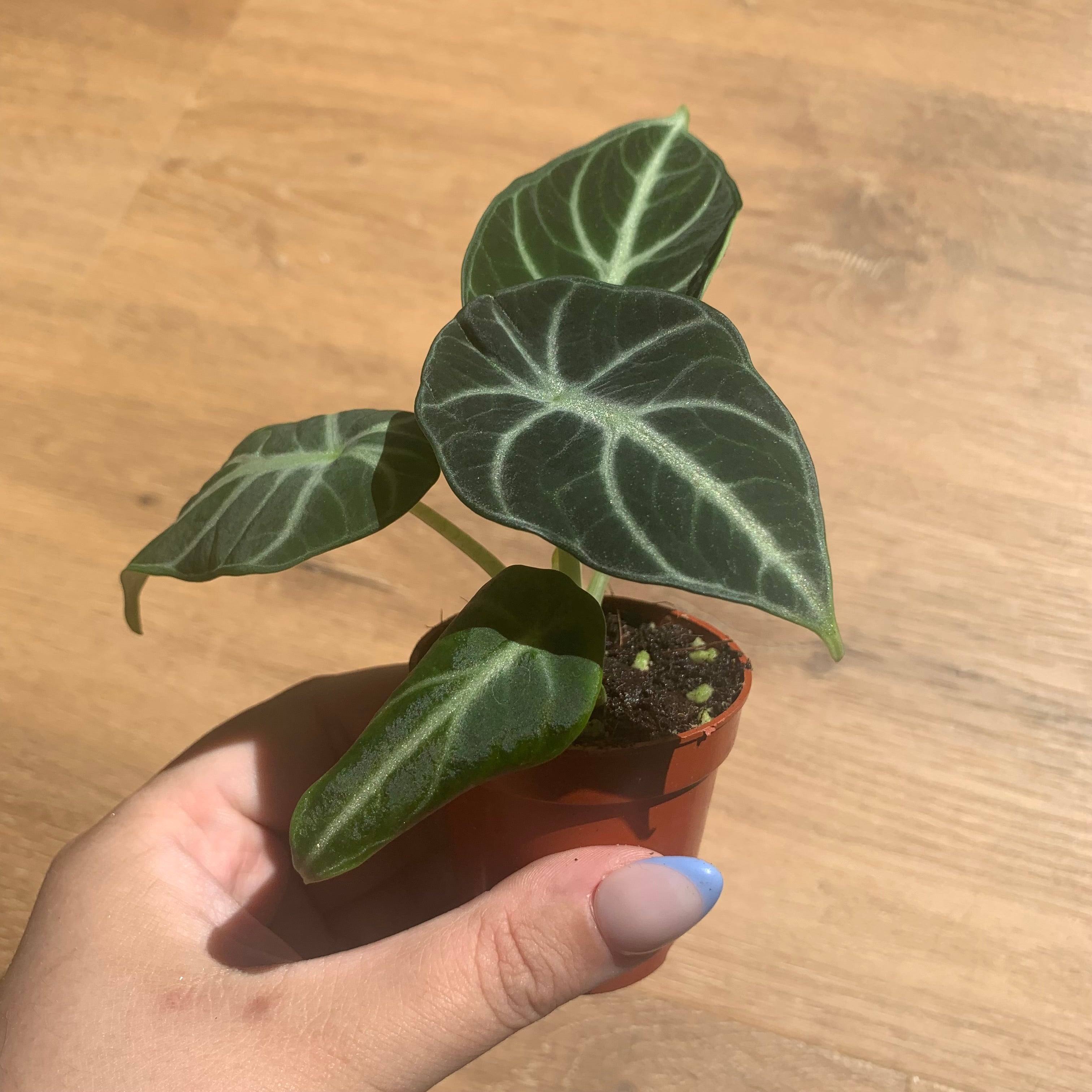 Alocasia Watsonia