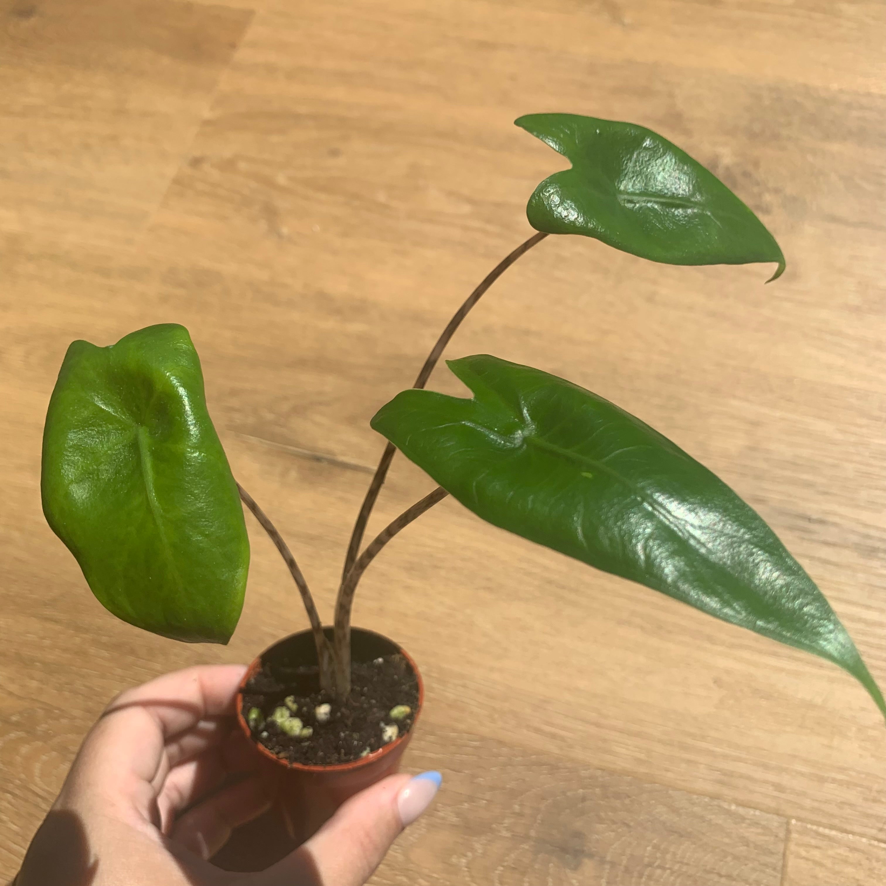 Alocasia Zebrina