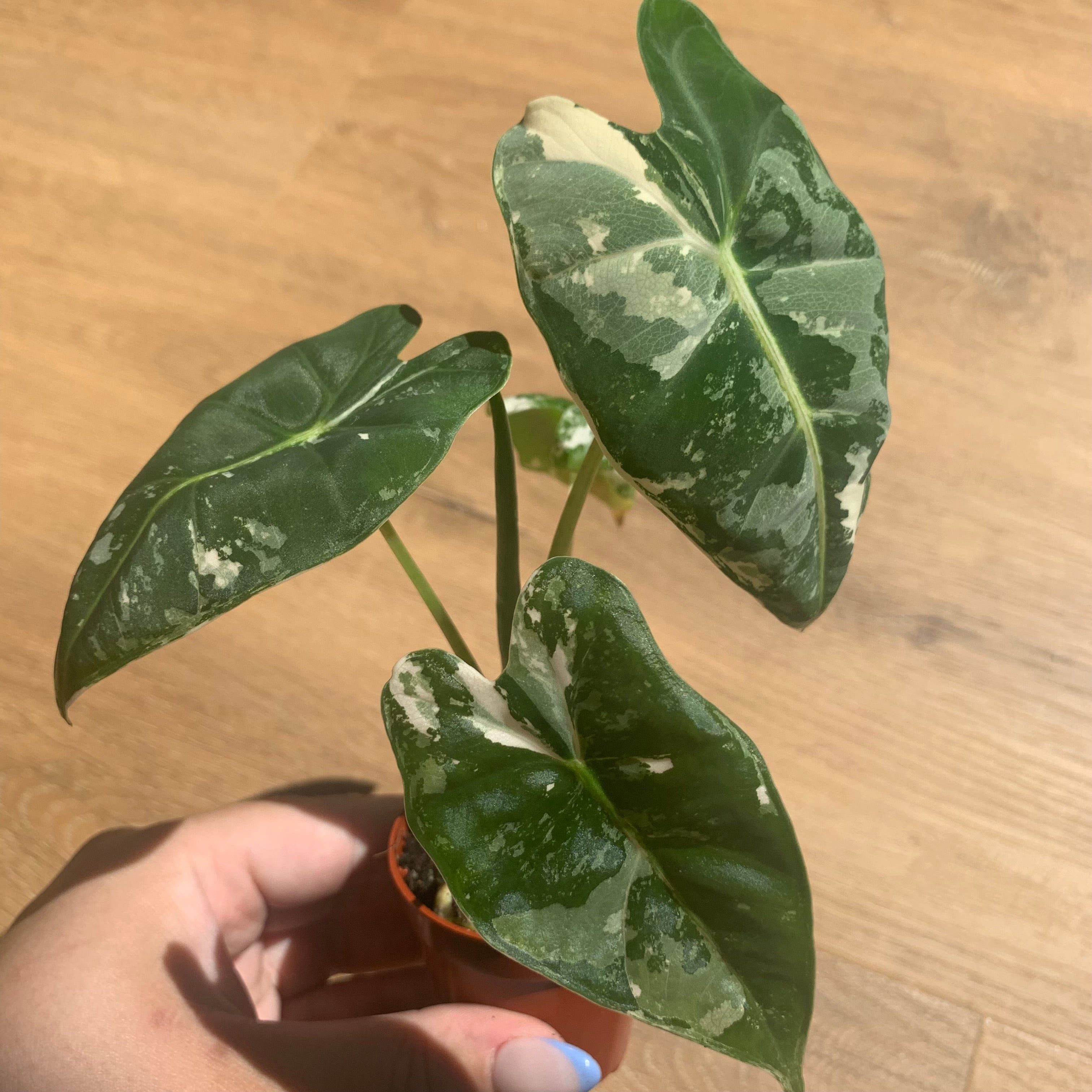 Alocasia Frydek Variegata
