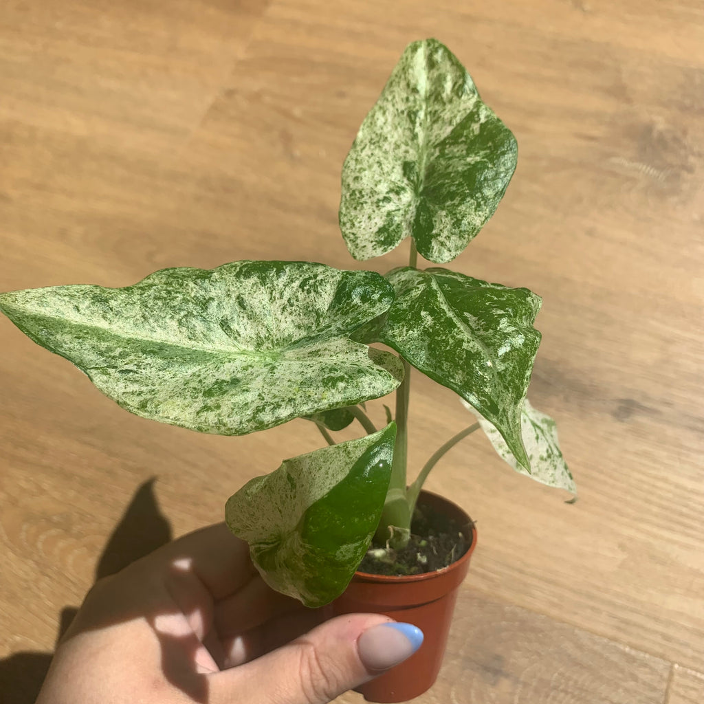 Alocasia Macrorrhiza Splash