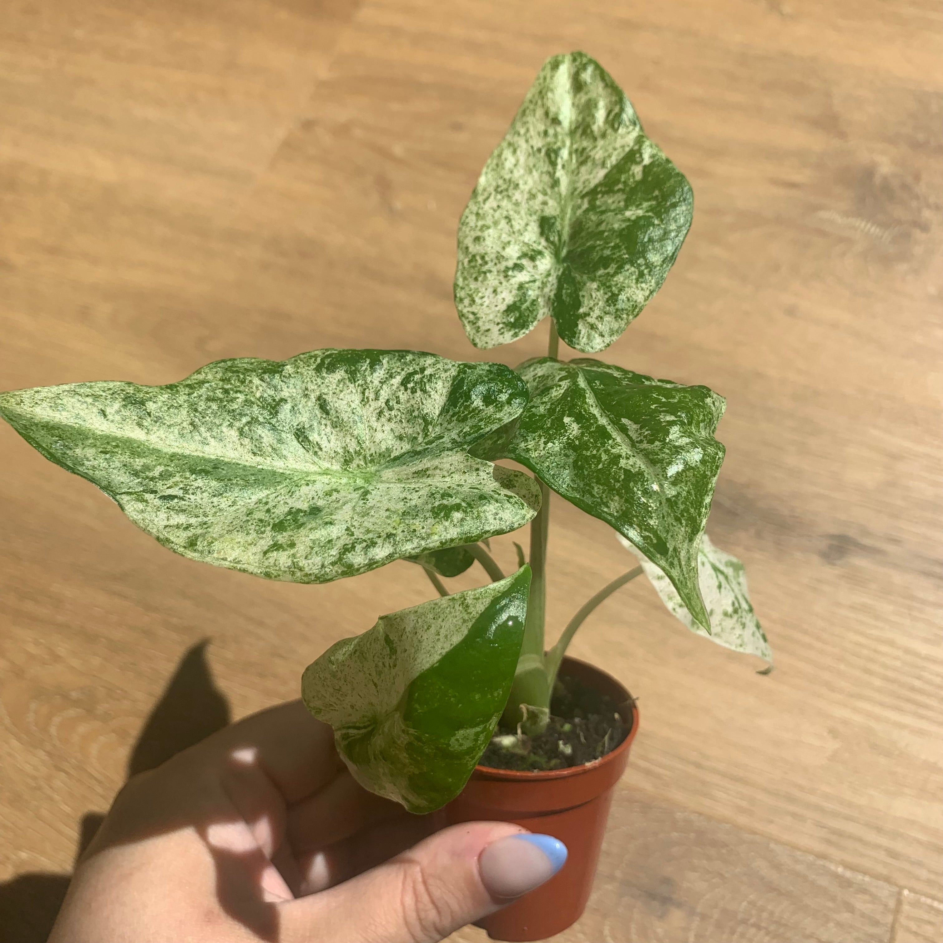 Alocasia Macrorrhiza Splash