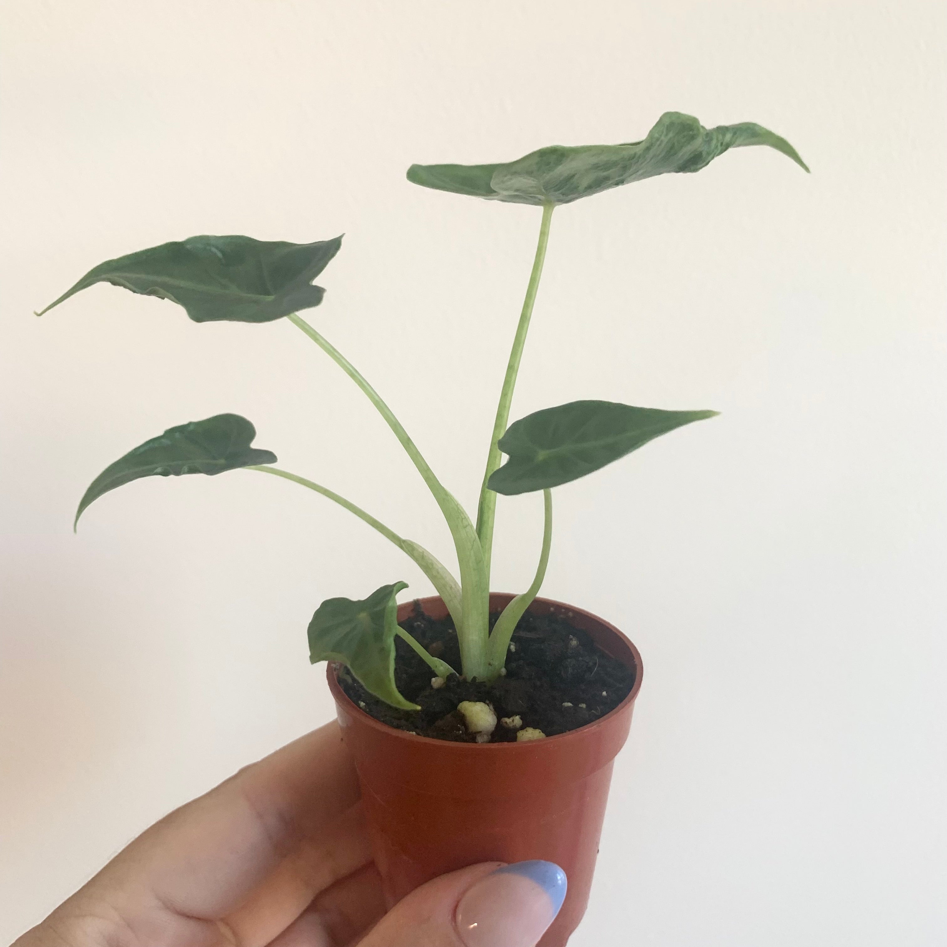 Alocasia Frydek Tattoo